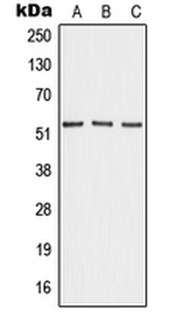 Angiopoietin-4 Antibody