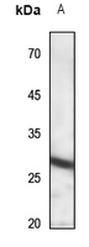 IL-22RA2 Antibody