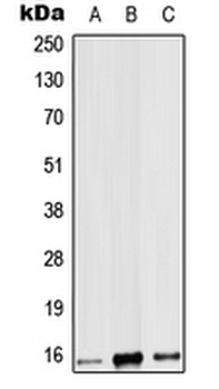 IL-9 Antibody