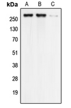 Cav3.1 Antibody