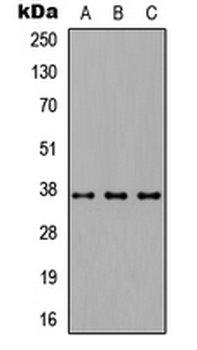 CD66c Antibody