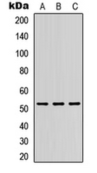 DMRTA1 Antibody