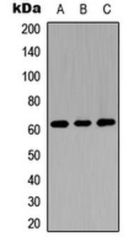 GGT5 HC Antibody