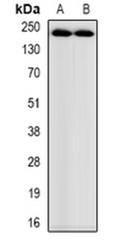 Myosin-pan (AcK505) Antibody