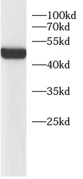 ACTA1 Antibody