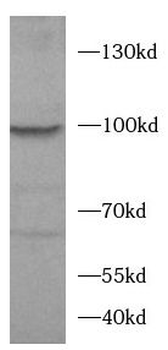 HCN1 Rabbit Polyclonal Antibody