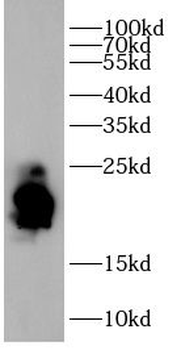 CD3G Antibody