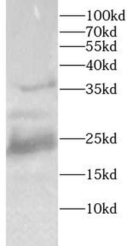 HMGB1 Mouse Monoclonal Antibody