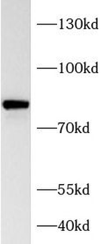 HBS1L Antibody