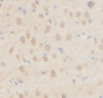 MTNR1A Antibody