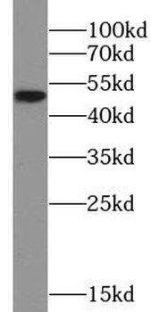 LILRB4 Rabbit Polyclonal Antibody