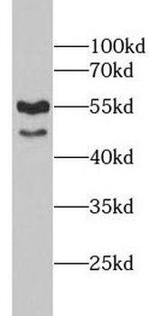 CD55 Rabbit Polyclonal Antibody