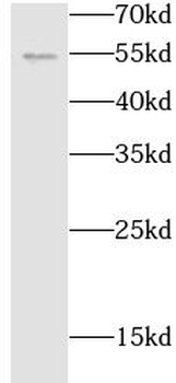 TNFRSF25 Rabbit Polyclonal Antibody
