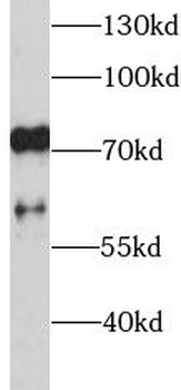 SELL Rabbit Polyclonal Antibody