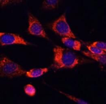 SELL Rabbit Polyclonal Antibody