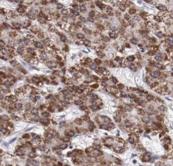 Phospho GSK3B Mouse Monoclonal Antibody