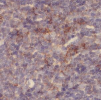 CD137 Antibody