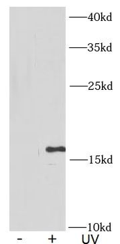 γ H2AX Rabbit Polyclonal Antibody