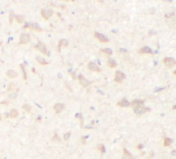 CXCR4 Antibody