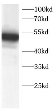 AGER Rabbit Polyclonal Antibody