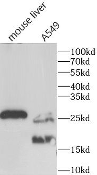 HSPB1 Antibody