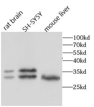 ADO Rabbit Polyclonal Antibody