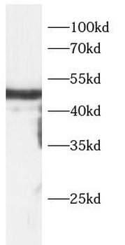 AREG Rabbit Polyclonal Antibody