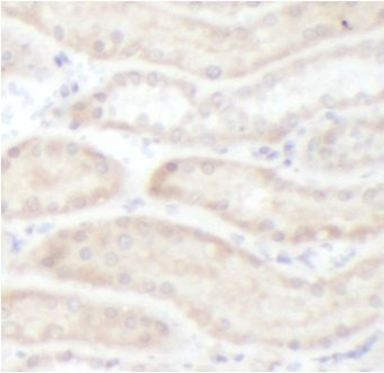 FZD4 Rabbit Polyclonal Antibody