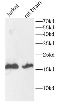SUB1 Rabbit Polyclonal Antibody
