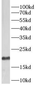 BCL2L2 Rabbit Polyclonal Antibody