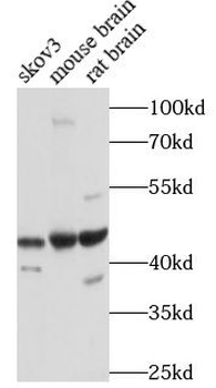 RBFOX1 Rabbit Polyclonal Antibody