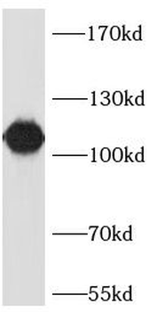 LAMP1 Antibody