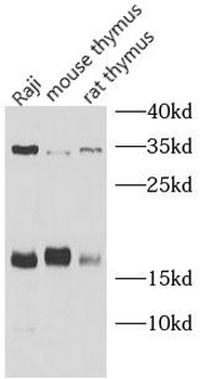IL22 Antibody