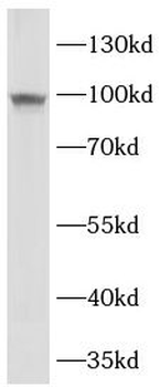 ATG9A Rabbit Polyclonal Antibody