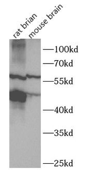 PBX2 Rabbit Polyclonal Antibody