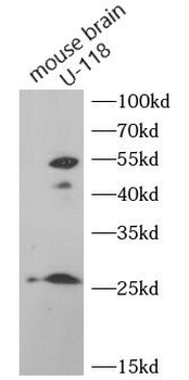 FGF3 Antibody