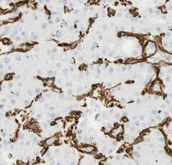AIF1 Antibody