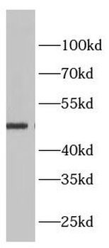 ADRA2A Rabbit Polyclonal Antibody