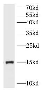 RPL36 Antibody