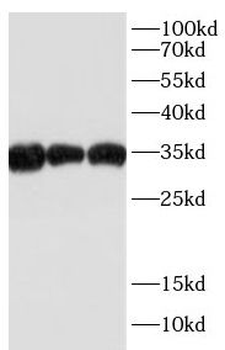 HNRNPA1 Antibody
