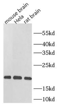 GPX4 Mouse Monoclonal Antibody