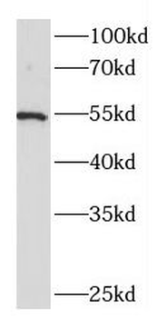 TFCP2L1 Rabbit Polyclonal Antibody