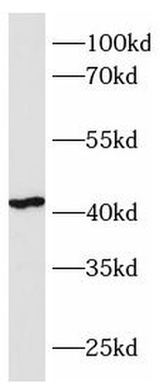 C1GALT1 Rabbit Polyclonal Antibody