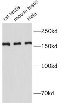 RAD50 Rabbit Polyclonal Antibody