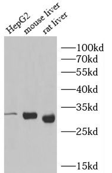 HAGH Rabbit Polyclonal Antibody