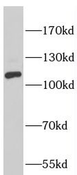 NLRC4 Rabbit Polyclonal Antibody
