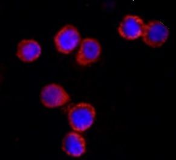 NLRC4 Rabbit Polyclonal Antibody