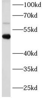 mCherry Mouse Monoclonal Antibody