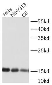 Acetyl-Histone H3 (K27) Rabbit Polyclonal Antibody