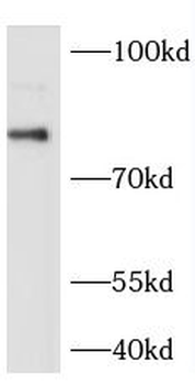 NCOA4 Rabbit Polyclonal Antibody